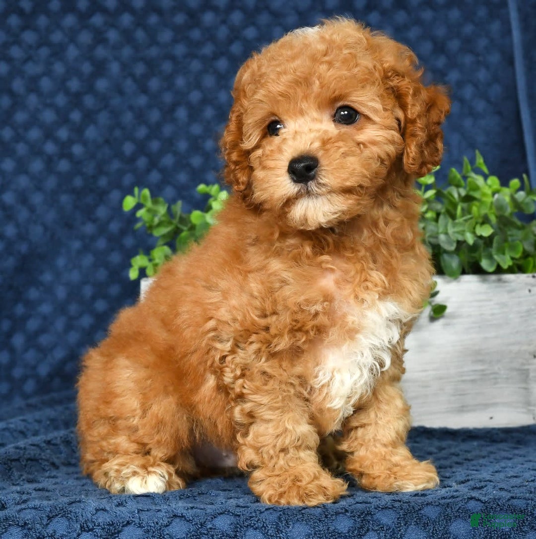 Cockapoo dogs for sale: Douglas - Image 9