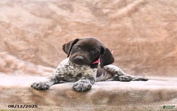German Shorthaired Pointer dogs for sale: Brooklyn - Image 3