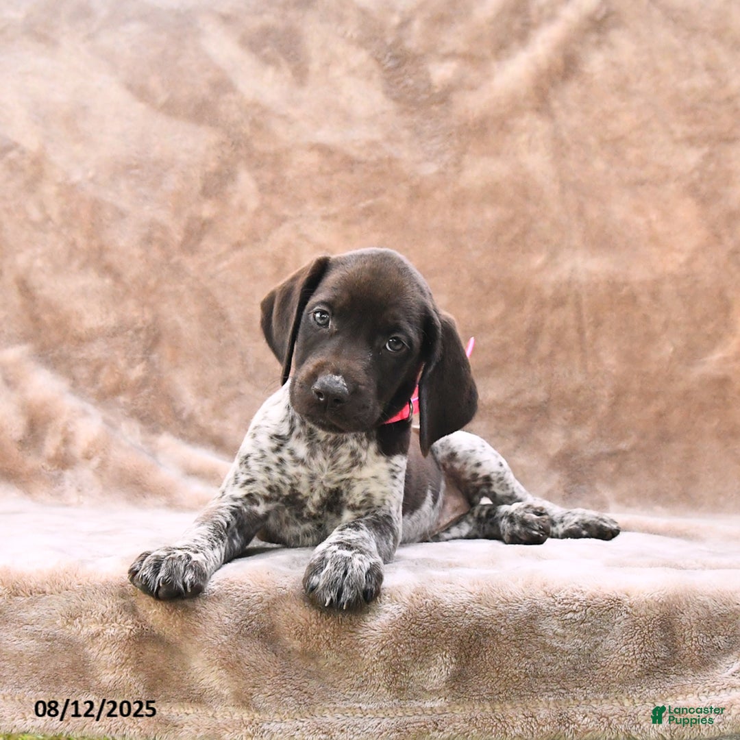German Shorthaired Pointer dogs for sale: Brooklyn - Image 3