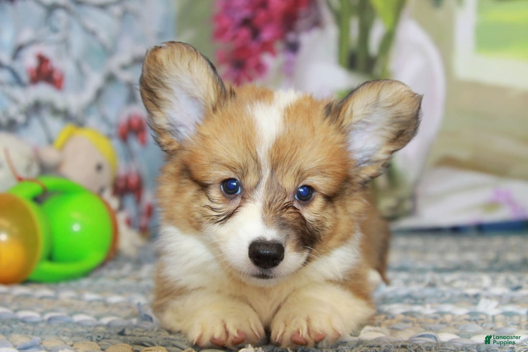 Welsh Corgi Pembroke dogs for sale: Harvey Fluffy - Image 12