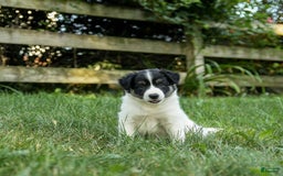Border Collie dogs for sale: Gus - Image 2