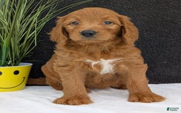 Goldendoodle dogs for sale: Emmie - Image 4