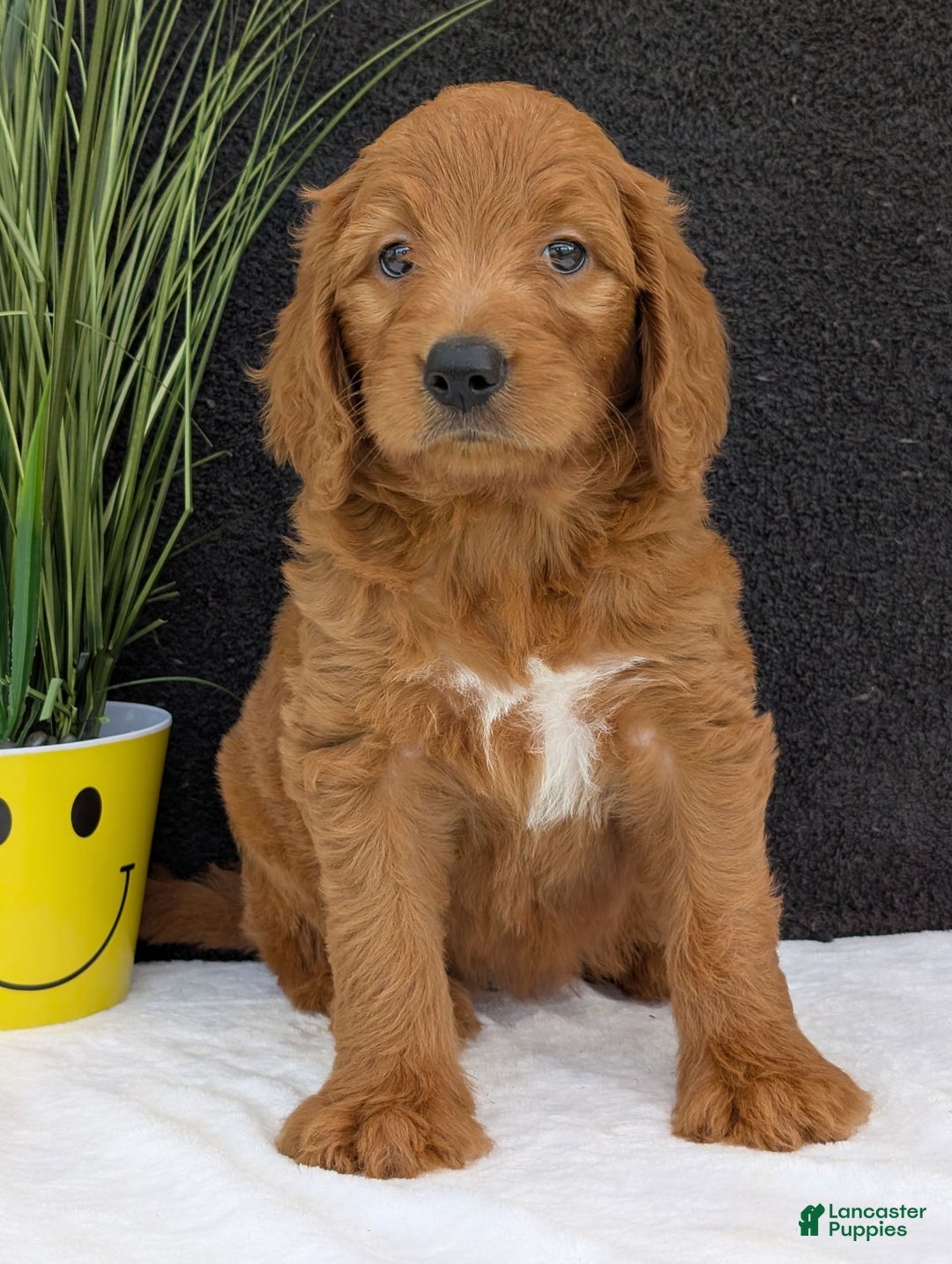 Goldendoodle dogs for sale: Emmie - Image 4