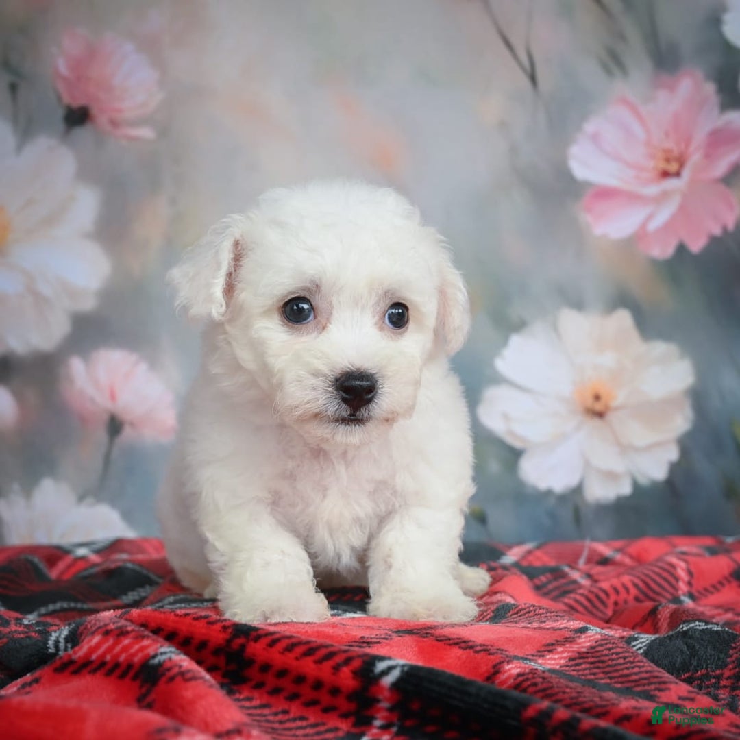 Bichon Frise dogs for sale: Jesse - Image 9