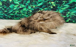Pomeranian dogs for sale: Rusty - Image 19