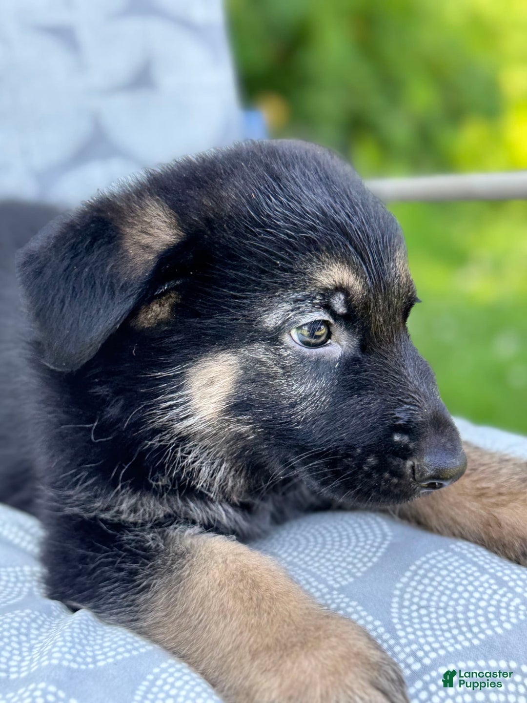 German Shepherd dogs for sale: Ben - Image 2