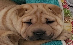 Shar Pei dogs for sale: Rubi - Image 1