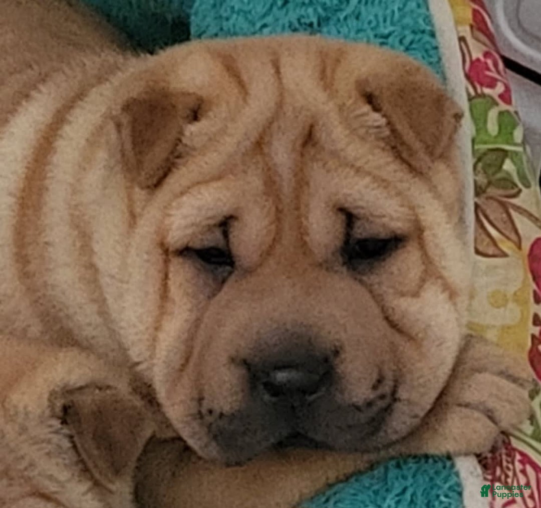 Shar Pei dogs for sale: Rubi - Image 1