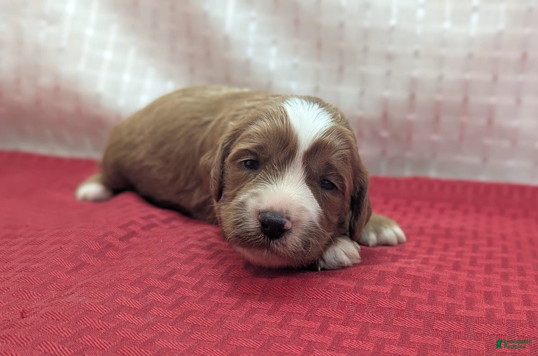 Cavapoo dogs for sale: Steve - Image 8