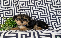 Yorkiepoo dogs for sale: Lowell Toy size - Image 6