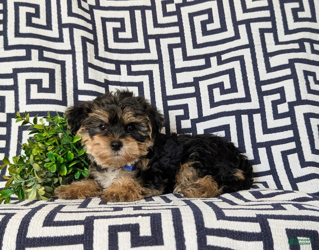 Yorkiepoo dogs for sale: Lowell Toy size - Image 6