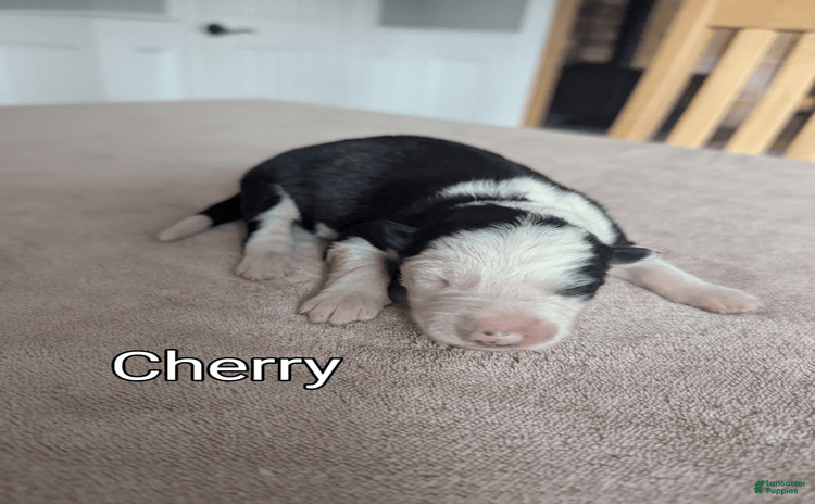 Border Collie dogs for sale - Ad 4