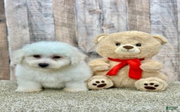 Bichon Frise dogs for sale: Bagle - Listing for pets: Bacon, Bagle, Basil, Banana, Brisket, Berry, Biscuit, Boba - Image 1