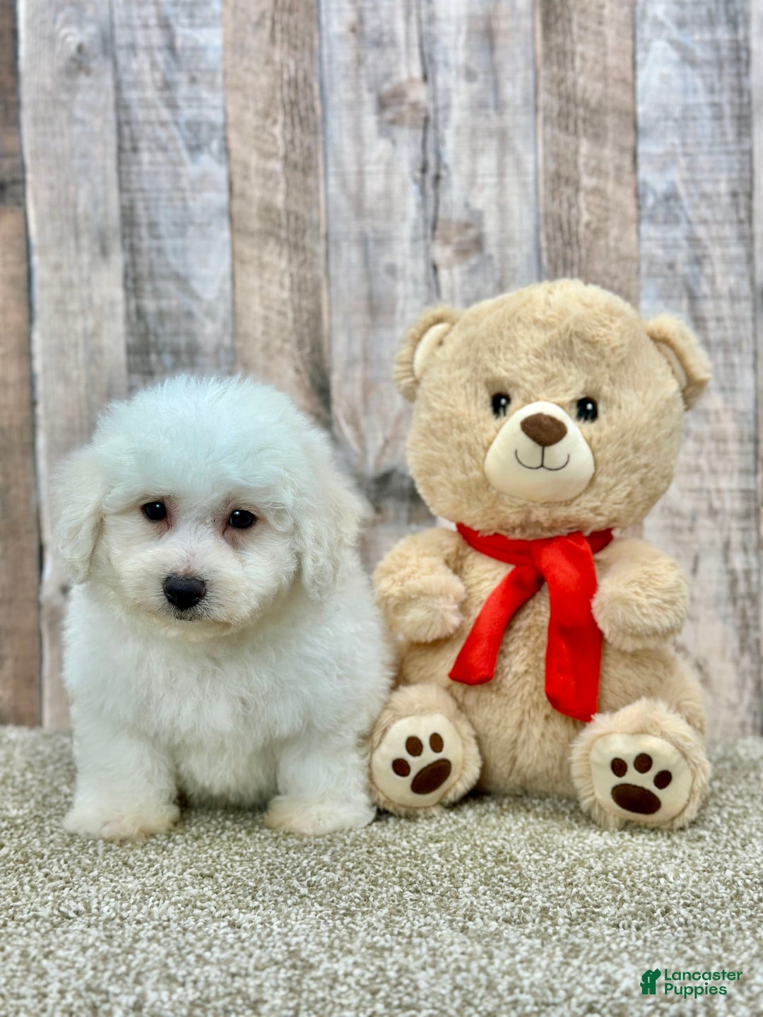 Bichon Frise dogs for sale: Bagle - Listing for pets: Bacon, Bagle, Basil, Banana, Brisket, Berry, Biscuit, Boba - Image 1