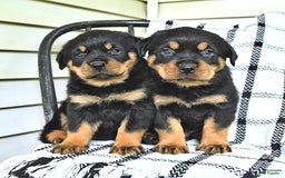 Rottweiler dogs for sale: Duke - Image 1