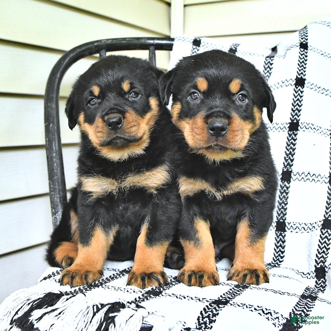 Rottweiler dogs for sale: Duke - Image 1