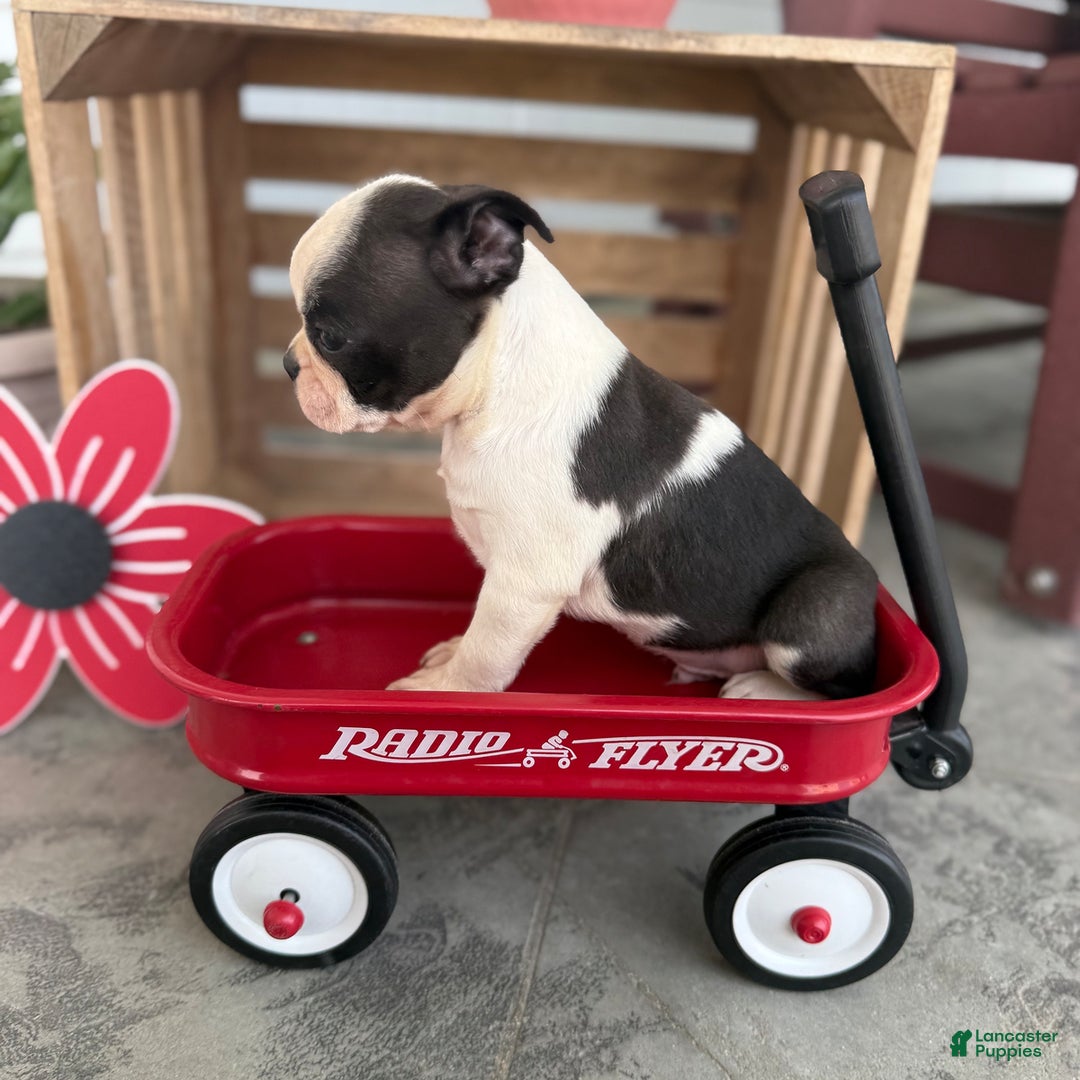 Boston Terrier dogs for sale: Brody - Image 3