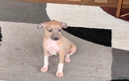Italian Greyhound dogs for sale: Noah - Image 7