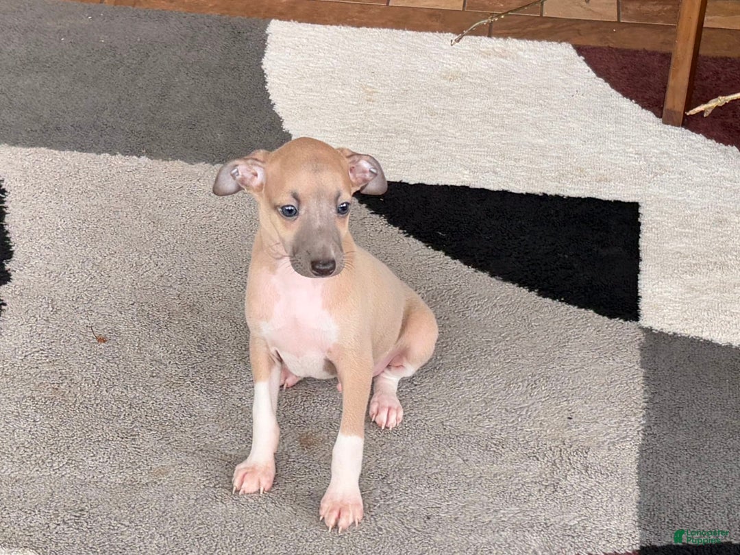 Italian Greyhound dogs for sale: Noah - Image 7