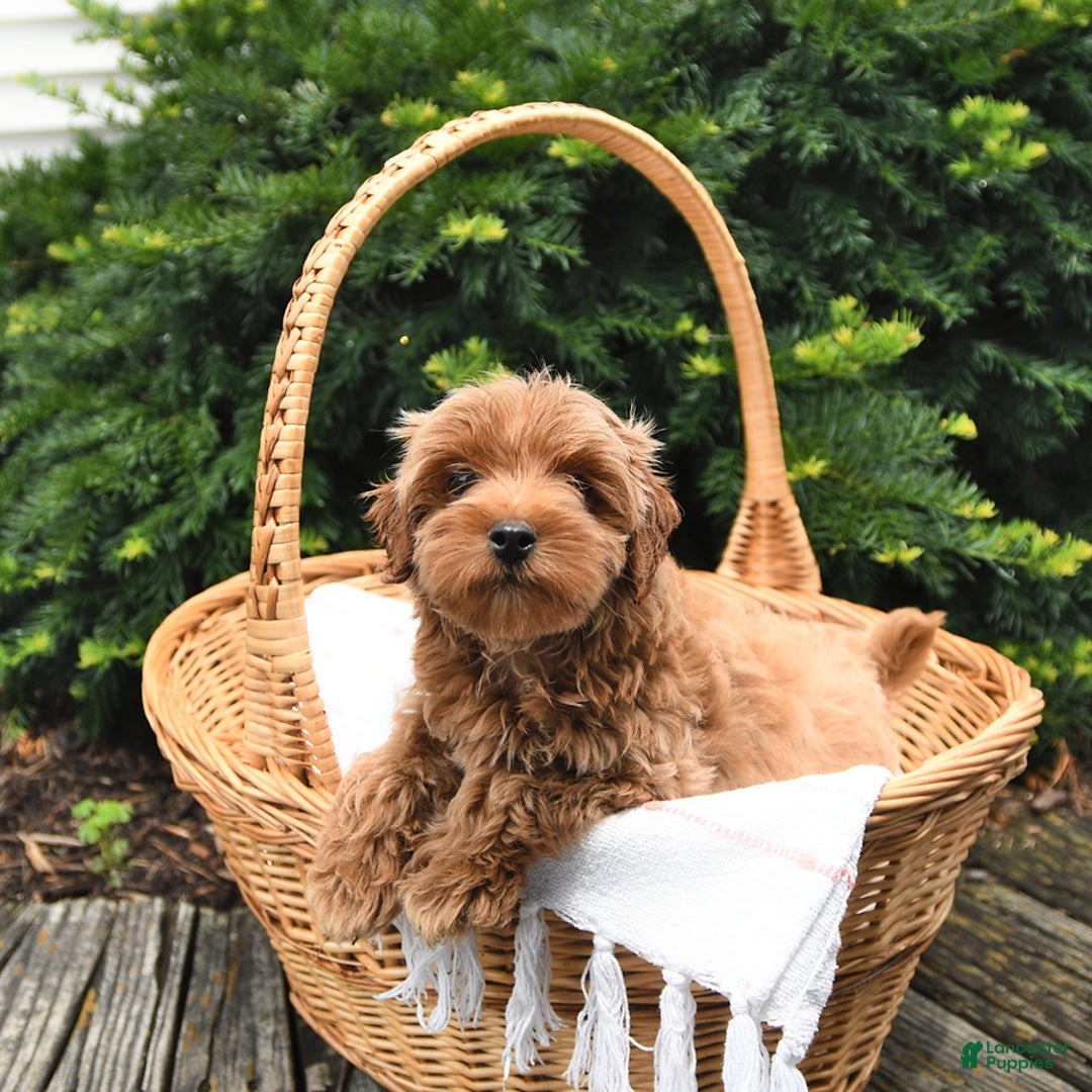Cavapoo dogs for sale: Benji - Image 3