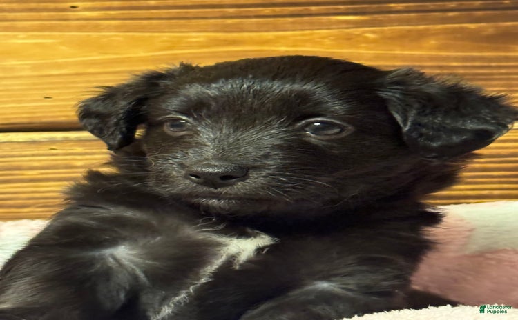 Mini Aussiedoodle dogs for sale - Ad 5