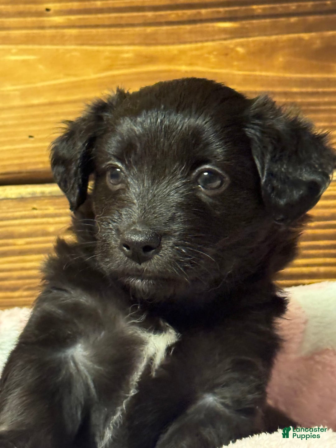 Mini Aussiedoodle dogs for sale: Mini Aussiedoodle 6 puppies - Image 7