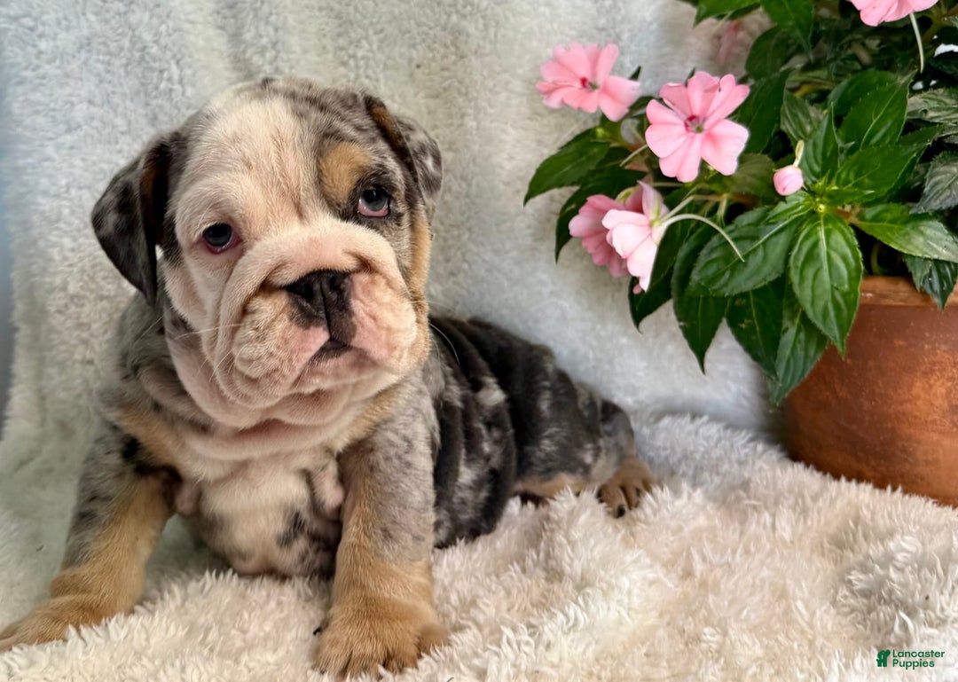 English Bulldog dogs for sale: Maggie - Image 4