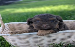 Cockapoo dogs for sale: Caramel Latte - Image 4