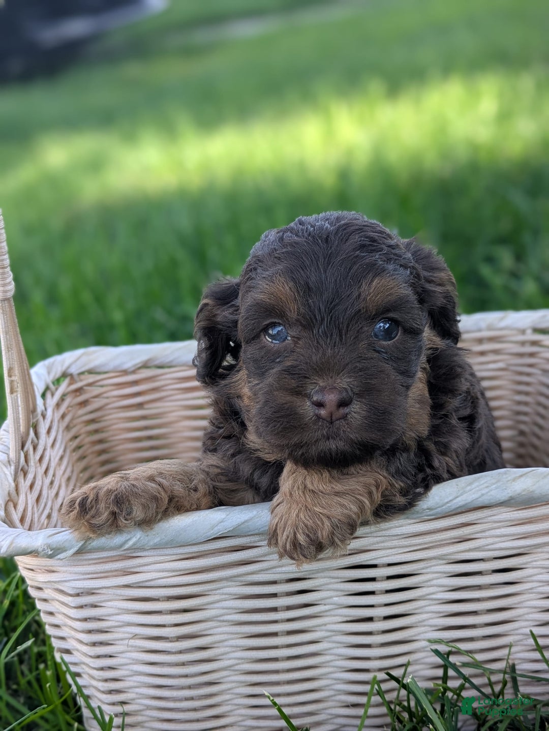 Cockapoo dogs for sale: Caramel Latte - Image 4