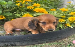Miniature Dachshund dogs for sale: Nevin - Image 2