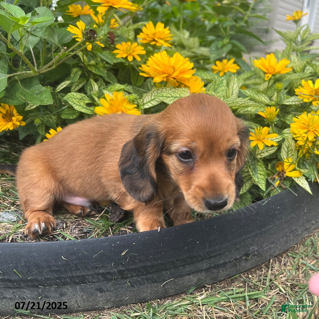 Miniature Dachshund dogs for sale: Nevin - Image 2