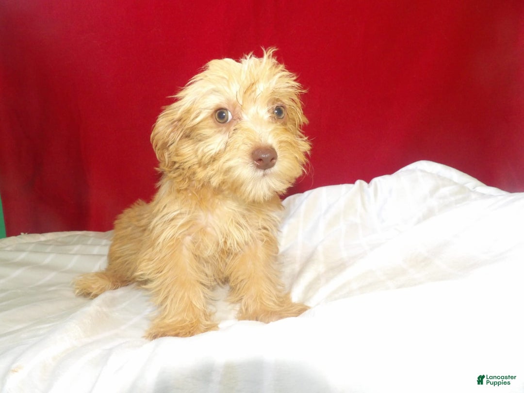 Yochon dogs for sale: maverick - Image 3