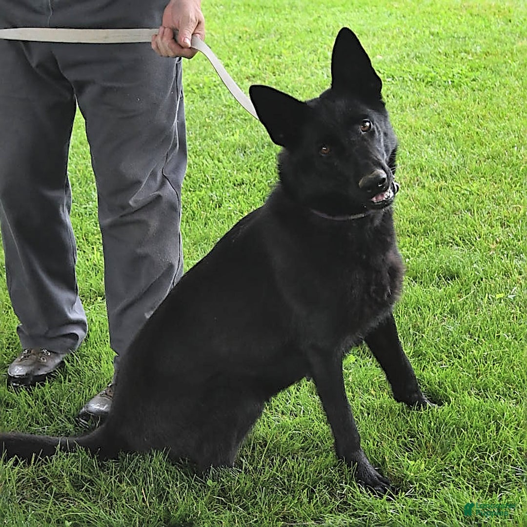 German Shepherd dogs for sale: Jodi - Image 6