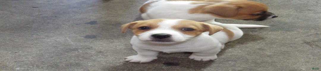 Felix