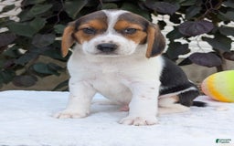 Beagle dogs for sale: Max - Image 5