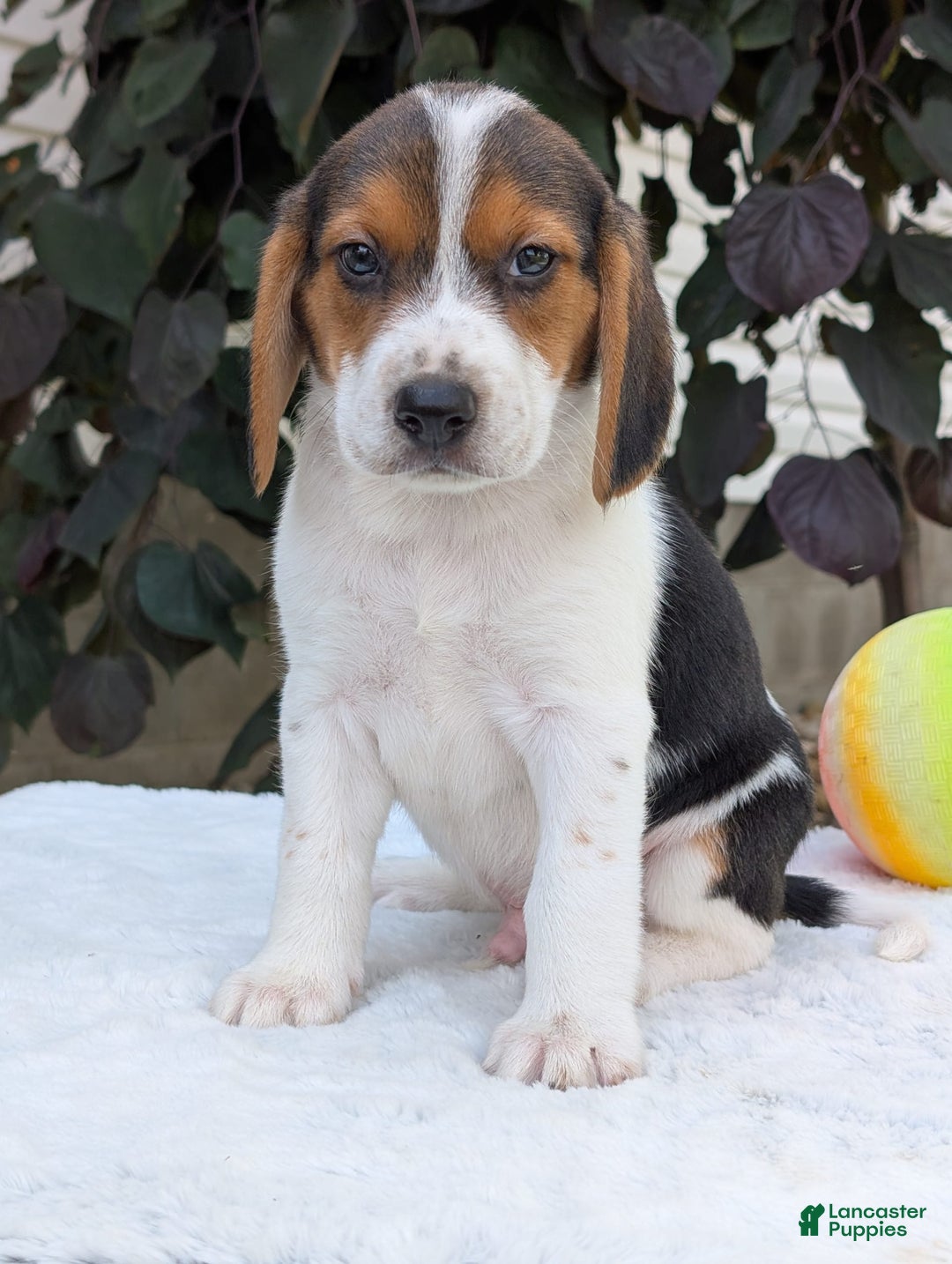 Beagle dogs for sale: Max - Image 5