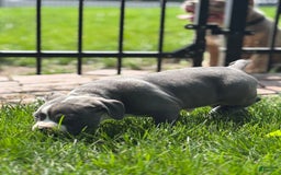 American Bully dogs for sale: Foots - Image 2