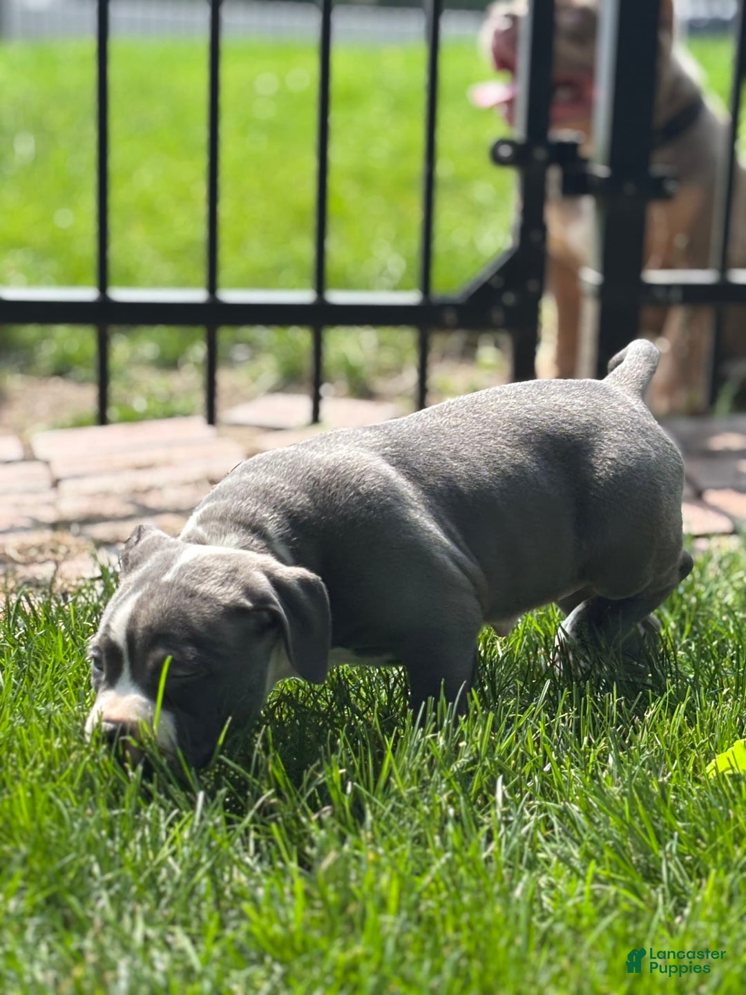 American Bully dogs for sale: Foots - Image 2