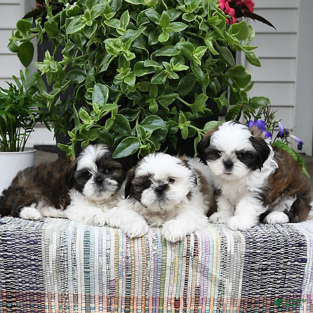 Shih Tzu dogs for sale: Spencer - Image 8