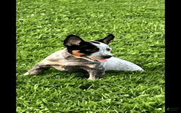 Australian Cattle Dog dogs for sale: Australian Cattle Dog 4 puppies - Image 4