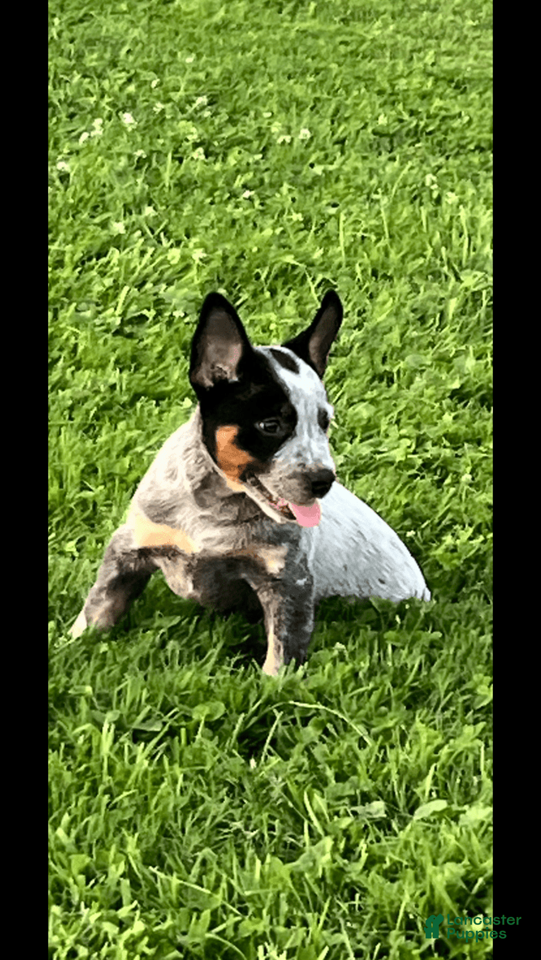 Australian Cattle Dog dogs for sale: Australian Cattle Dog 4 puppies - Image 4