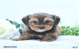 Shorkie dogs for sale: Lanae - Image 4
