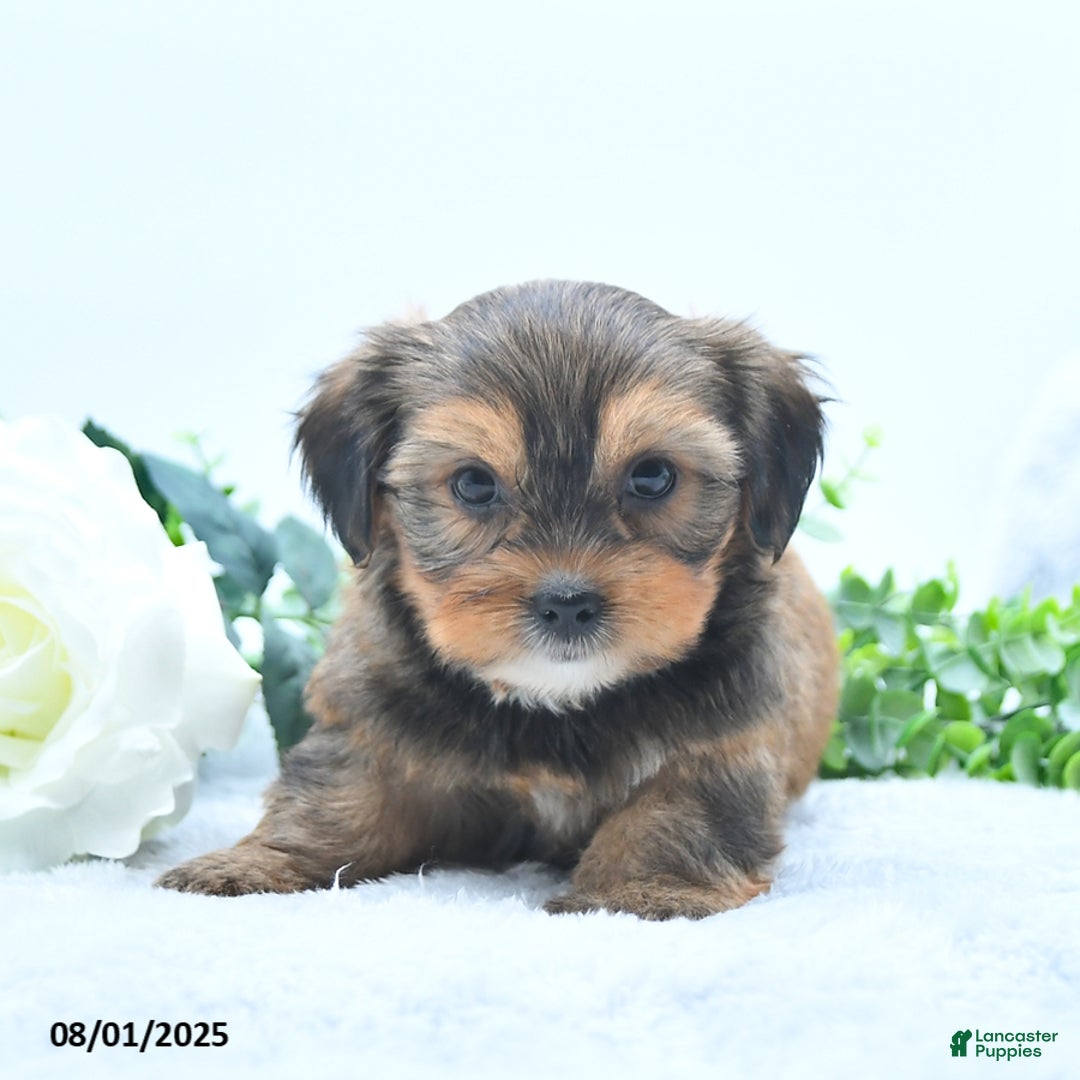Shorkie dogs for sale: Lanae - Image 4