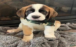 Saint Bernard dogs for sale: Maverick - Image 6