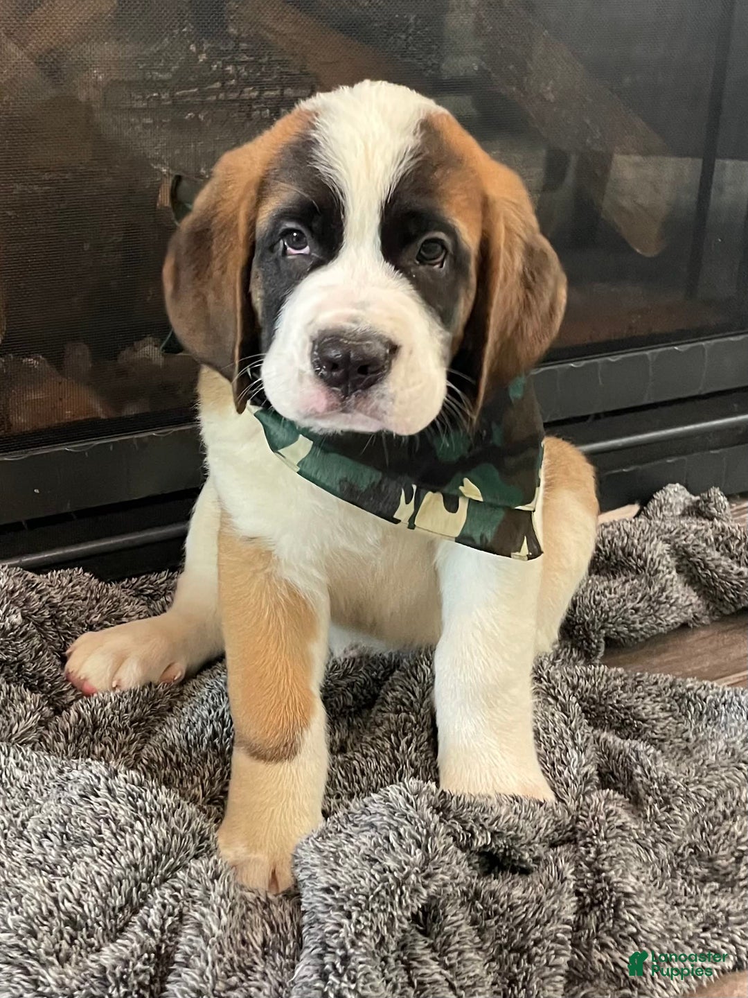 Saint Bernard dogs for sale: Maverick - Image 6