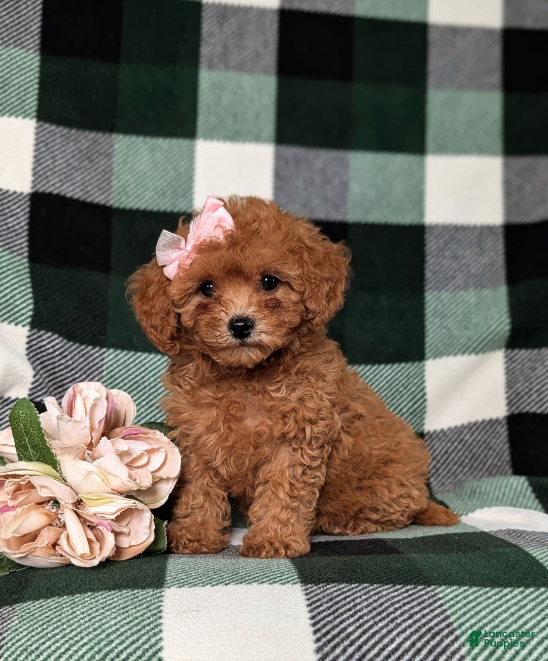 Cavapoo dogs for sale: Kaylene Toy Size Hypoallergenic - Image 4