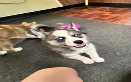 Siberian Husky dogs for sale: Asha - Image 3