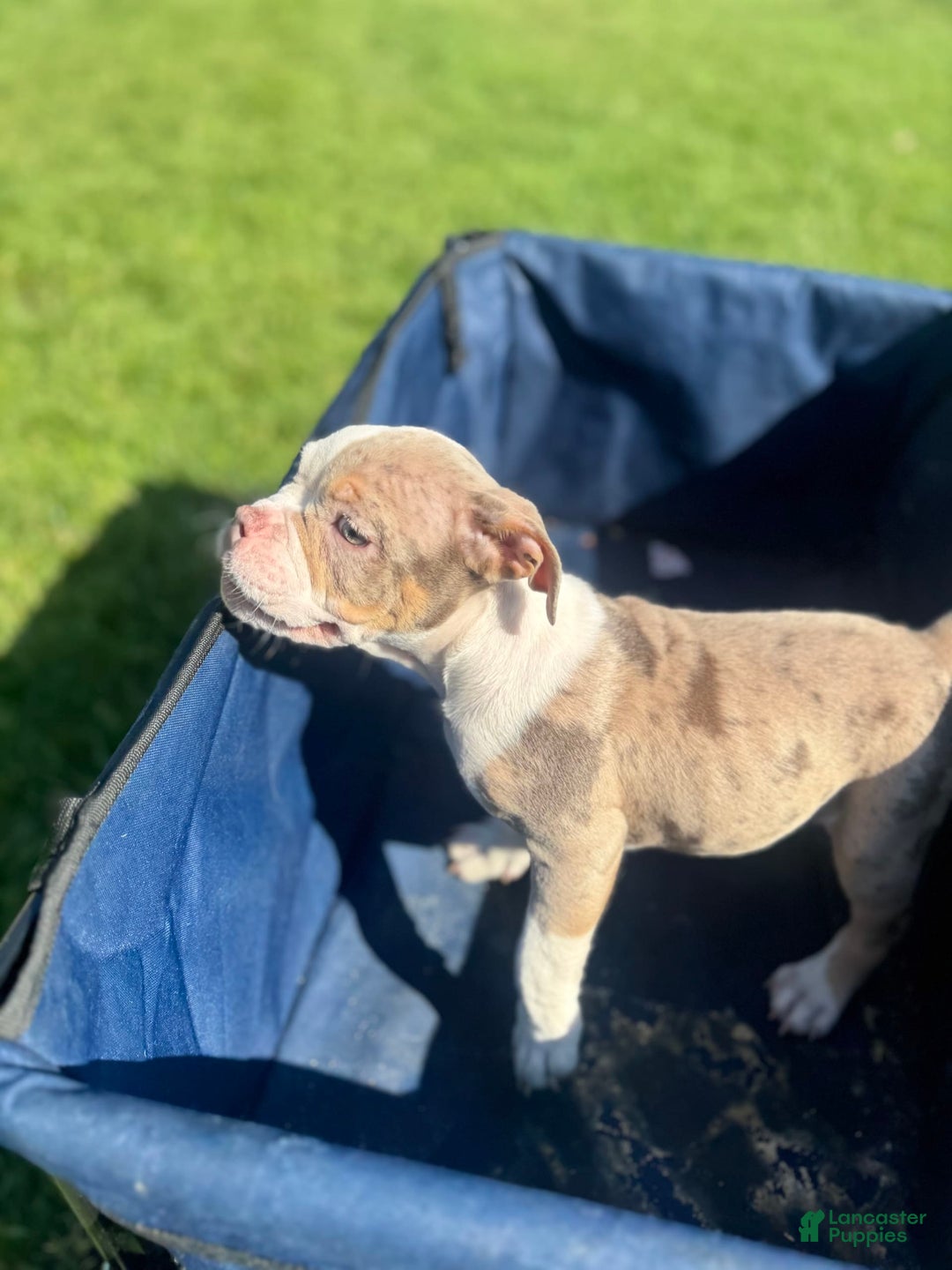 American Bully dogs for sale: Pete - Image 1