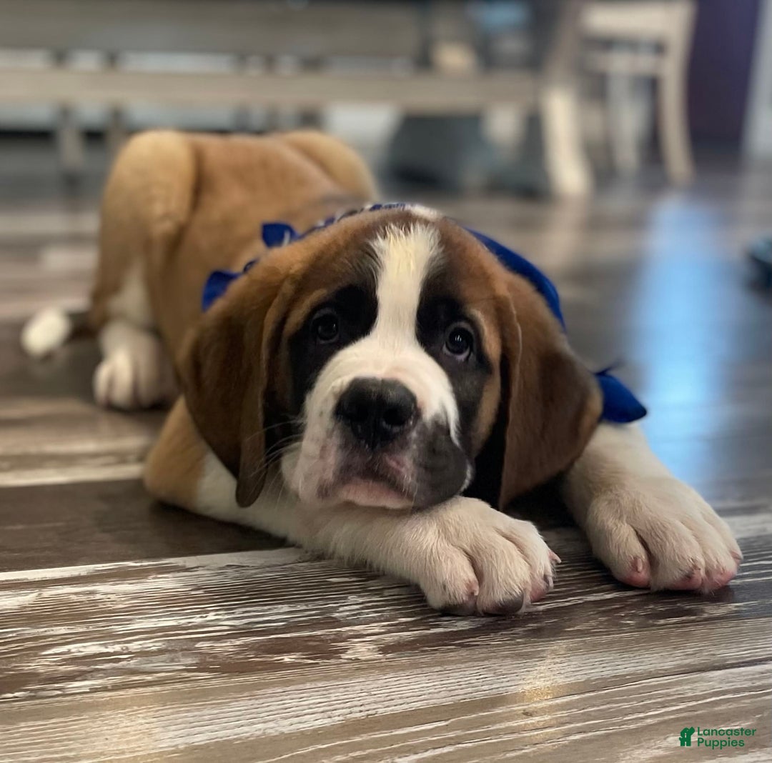 Saint Bernard dogs for sale: Oliver - Image 12