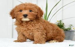 Mini Goldendoodle dogs for sale: Harver - Image 3